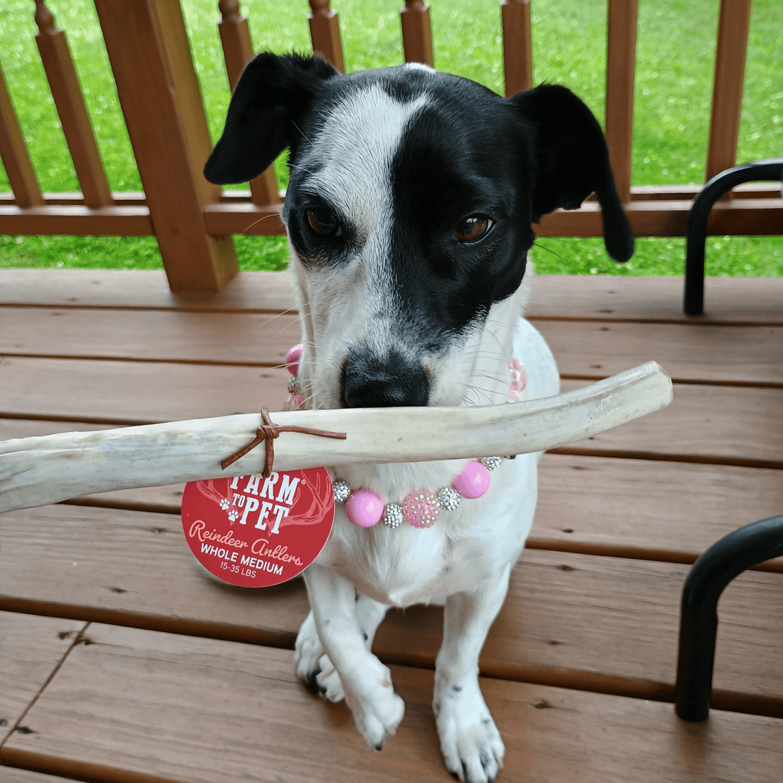 Reindeer Antler Dog Chews | Organic