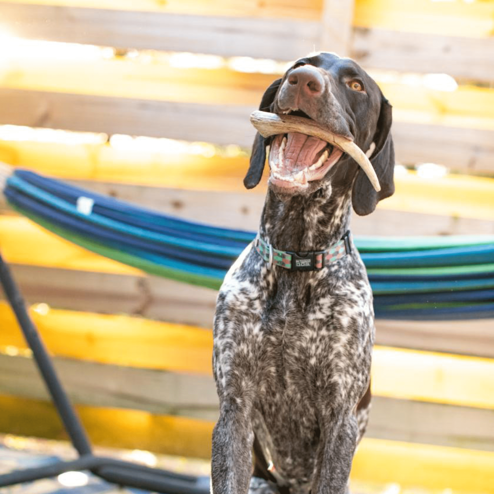 Reindeer Antler Dog Chews | Organic