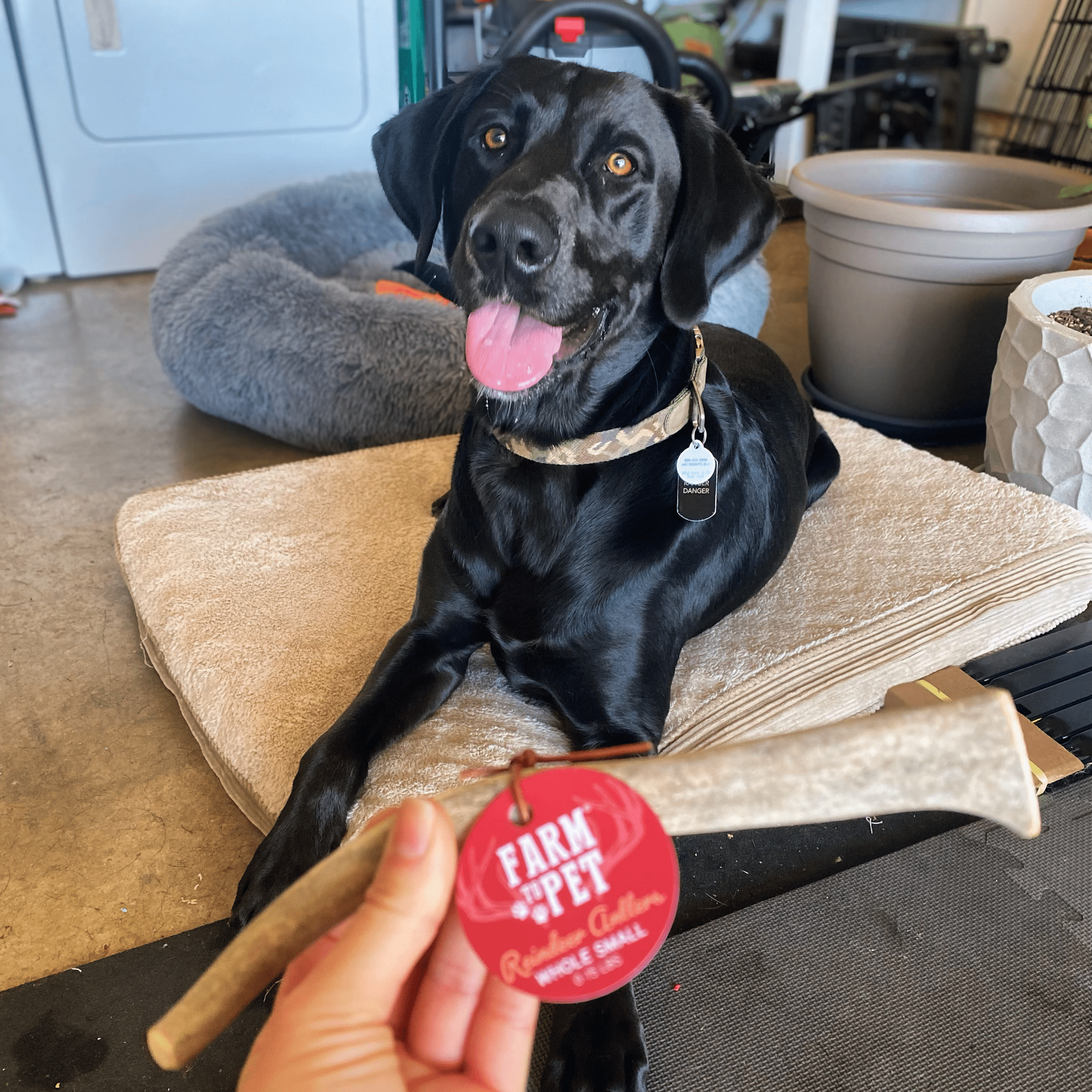 Reindeer Antler Dog Chews | Organic