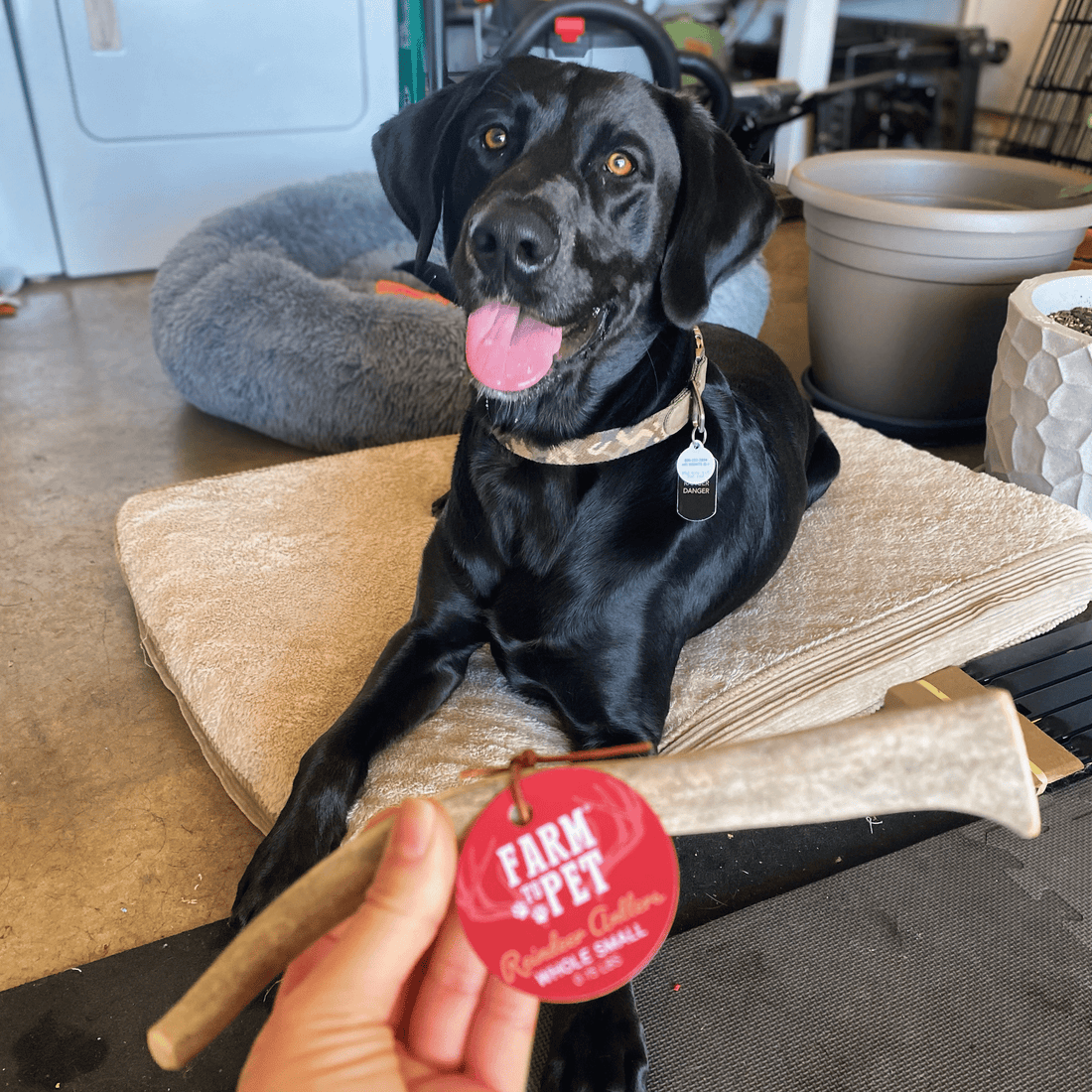 Reindeer Antler Dog Chews | Organic