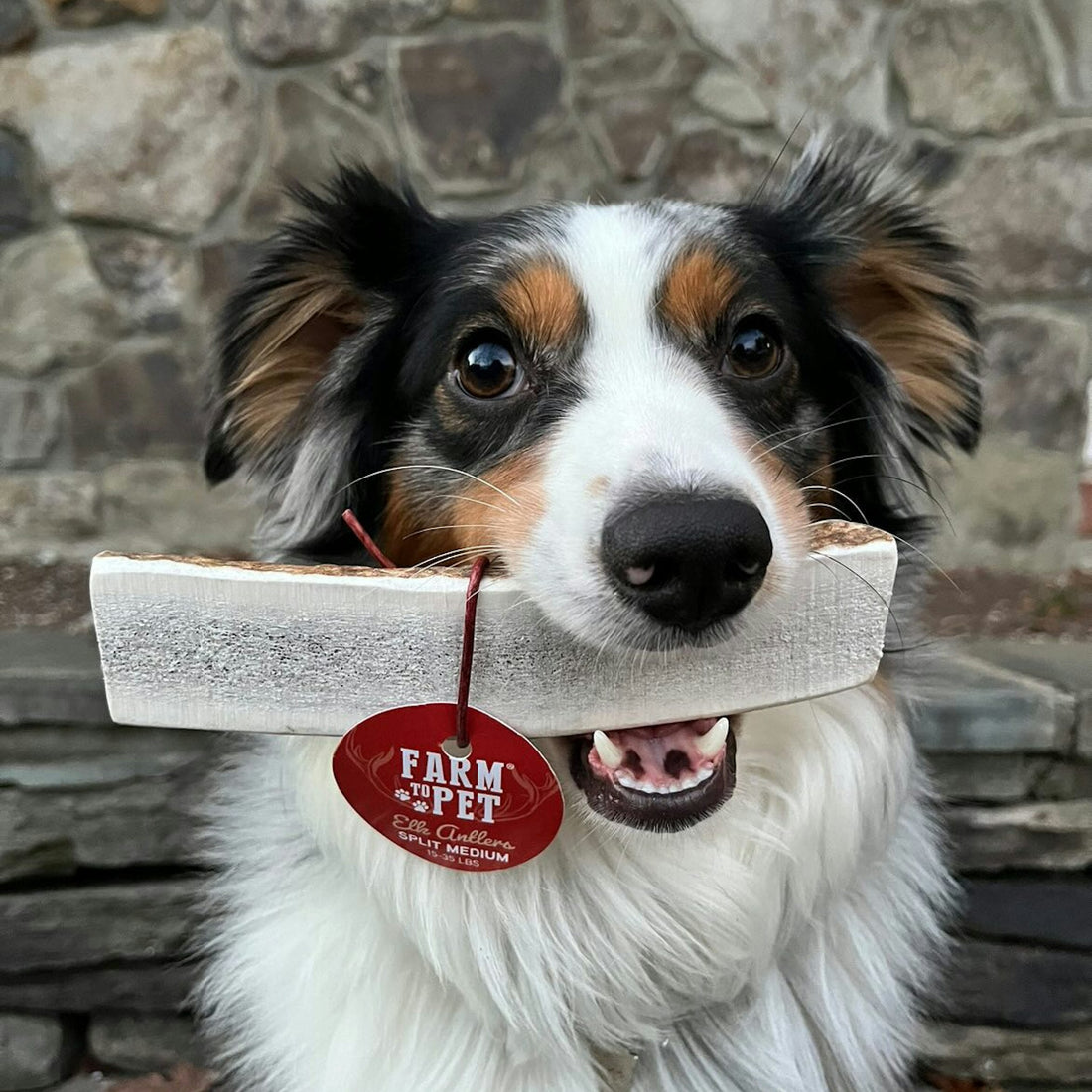 Elk Antler Dog Chews | All-Natural Whole and Split Chews for Dogs
