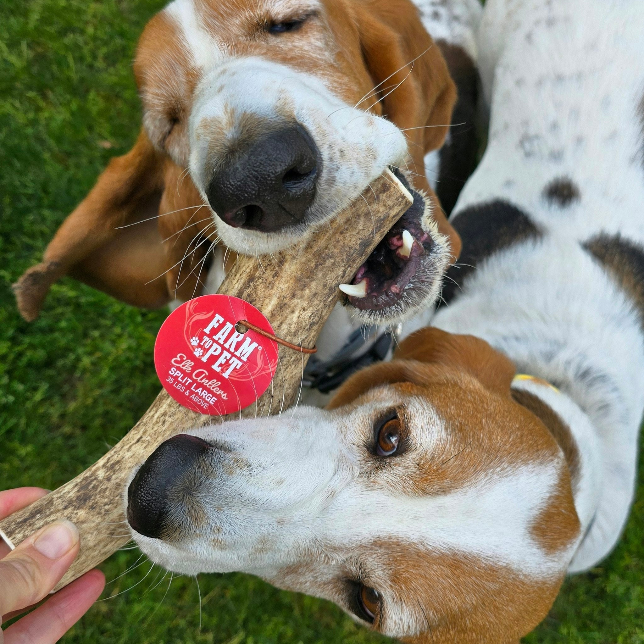 Elk Antler Dog Chews | All-Natural Whole and Split Chews for Dogs