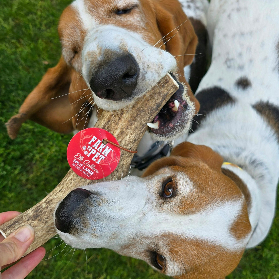 Elk Antler Dog Chews | All-Natural Whole and Split Chews for Dogs
