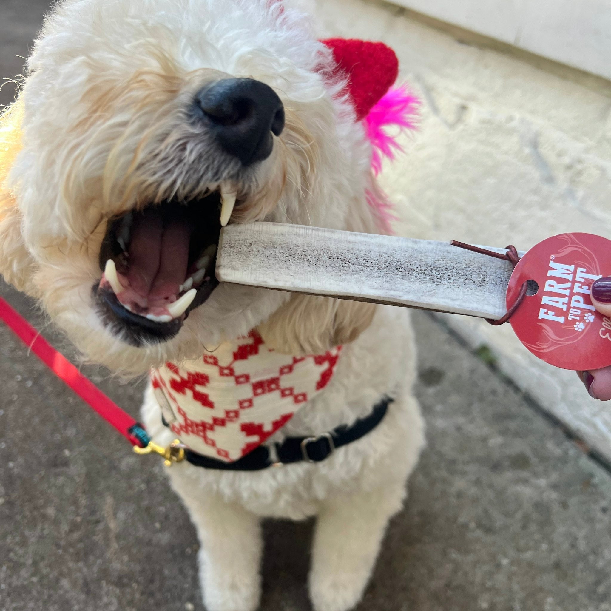 Elk Antler Dog Chews | All-Natural Whole and Split Chews for Dogs