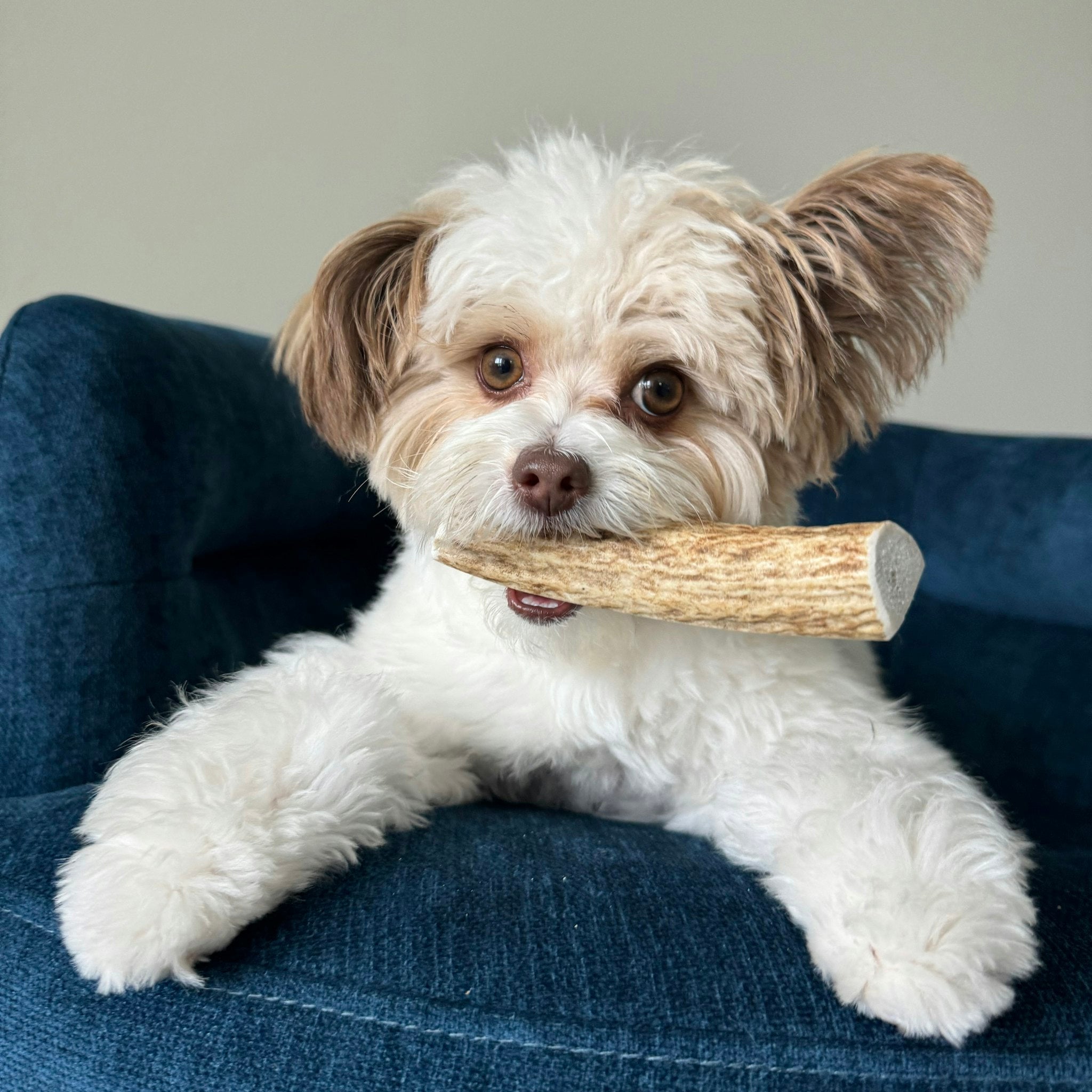 Elk Antler Dog Chews | All-Natural Whole and Split Chews for Dogs