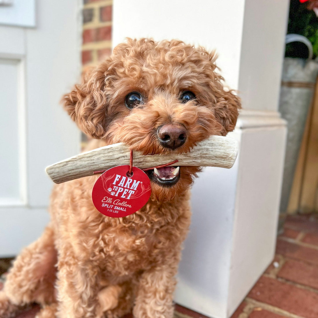 Elk Antler Dog Chews | All-Natural Whole and Split Chews for Dogs
