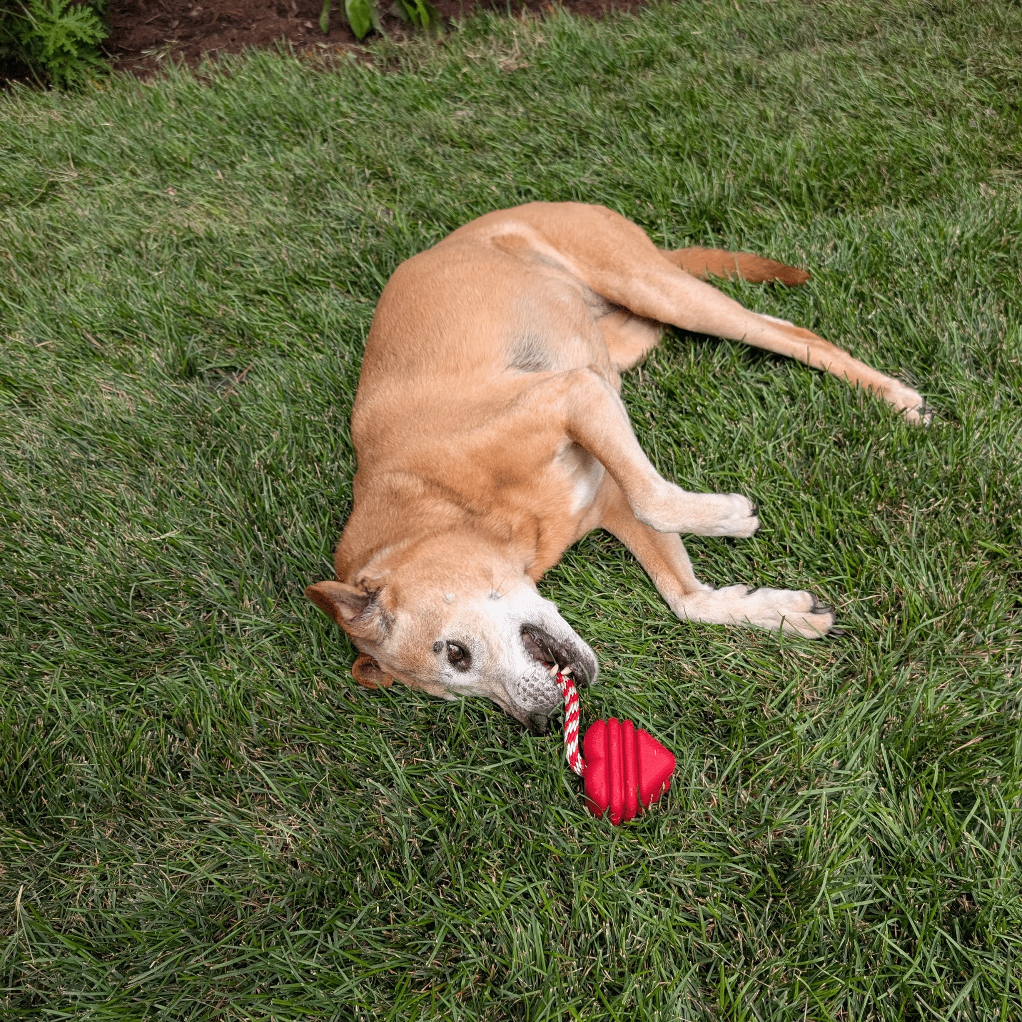 Chew Toy Assortment