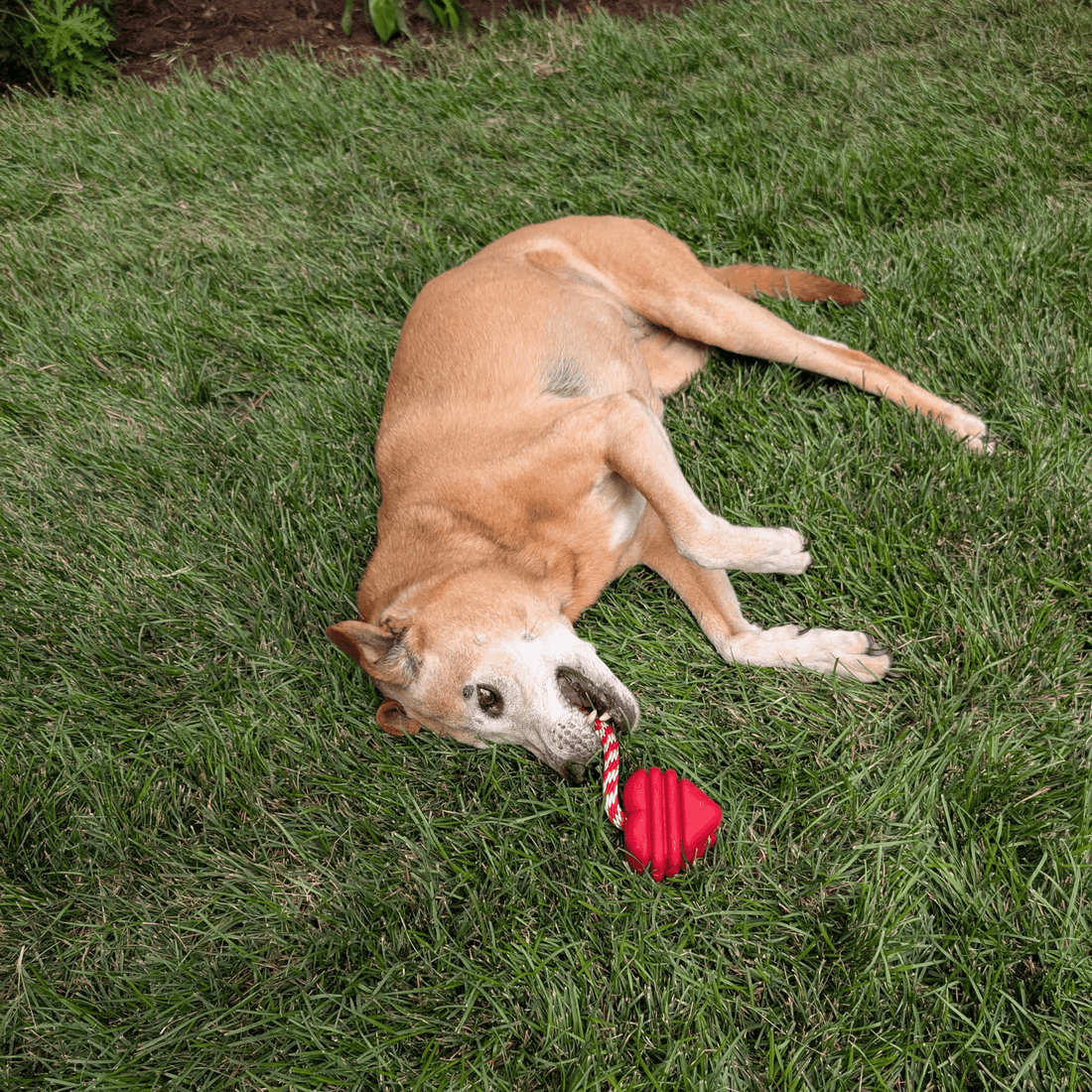 Chew Toy Assortment
