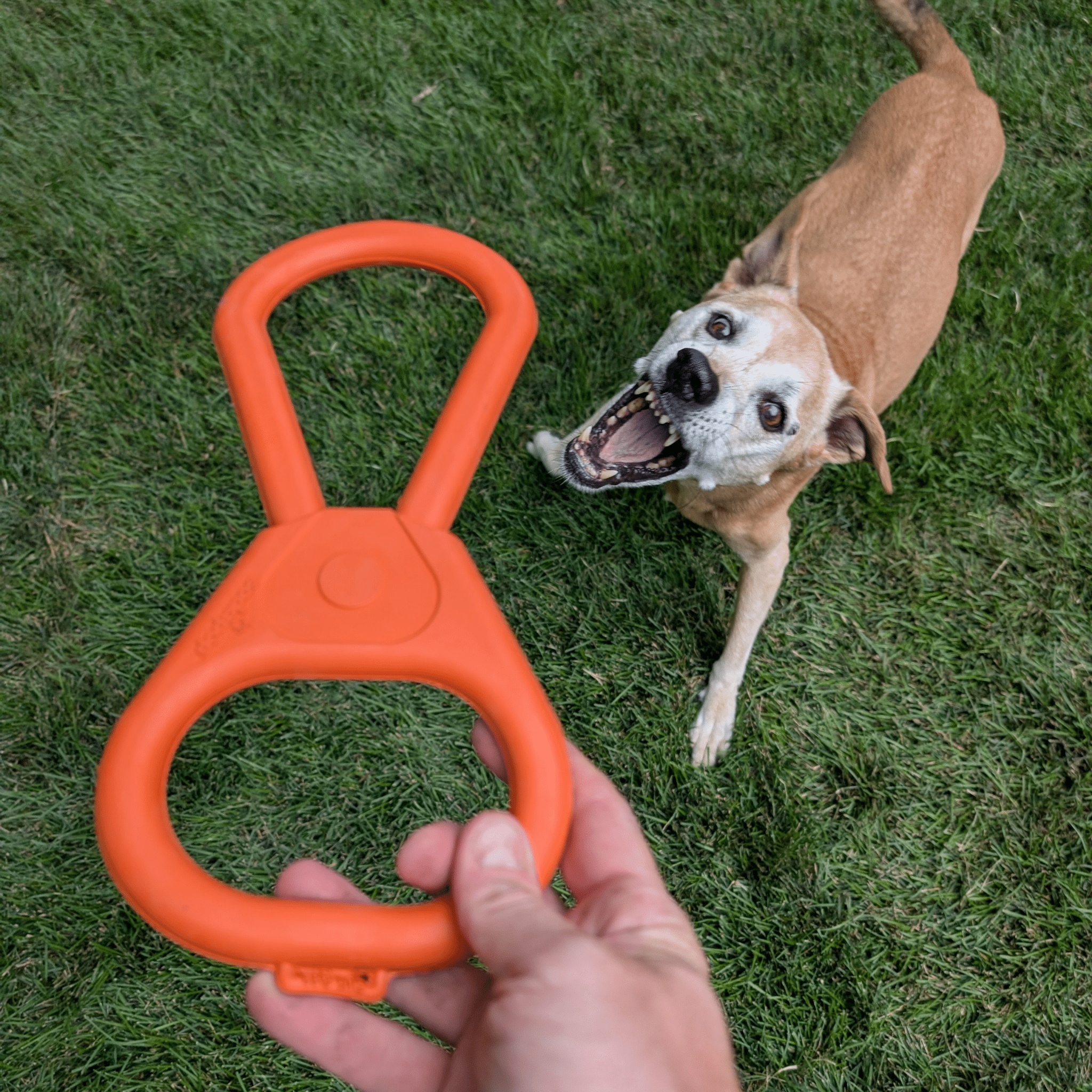 Chew Toy Assortment