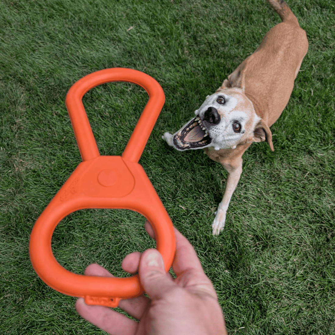 Chew Toy Assortment