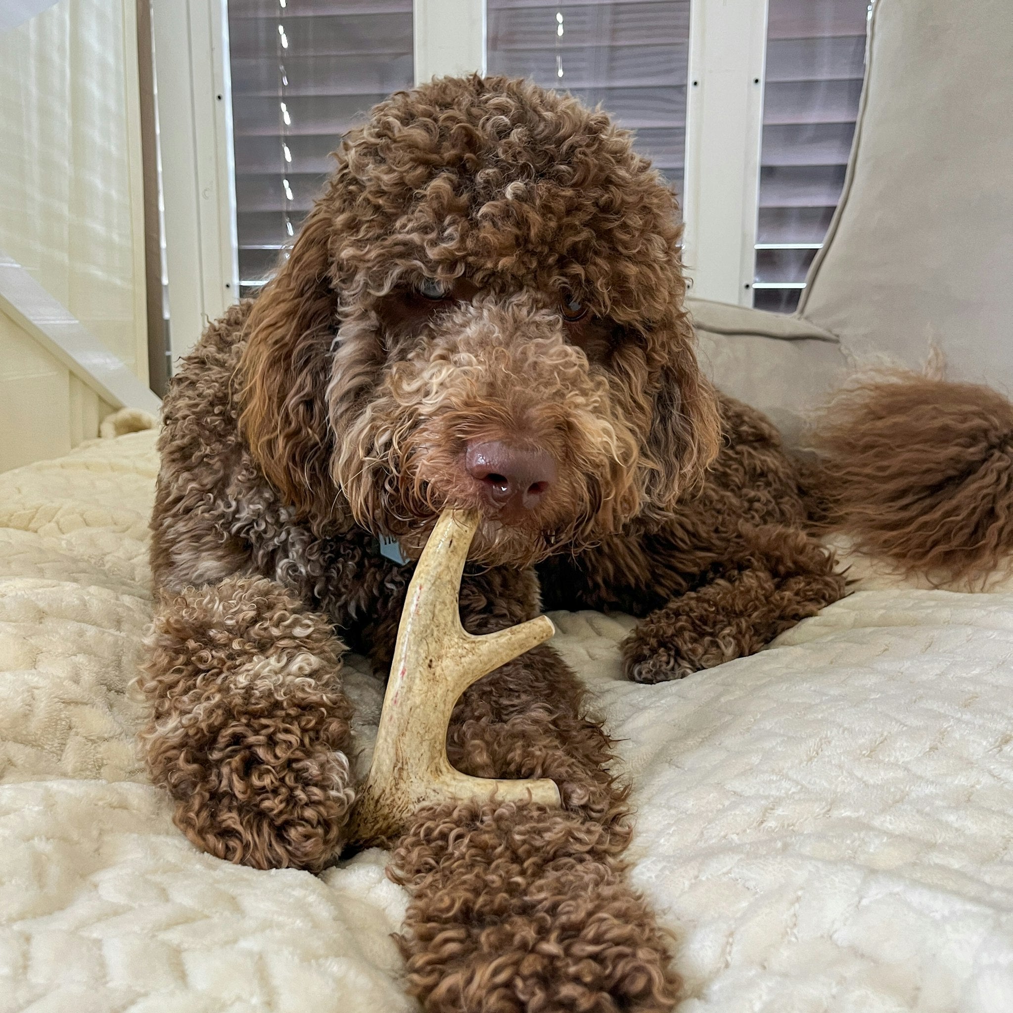 Deer Antler Dog Chews | Organic