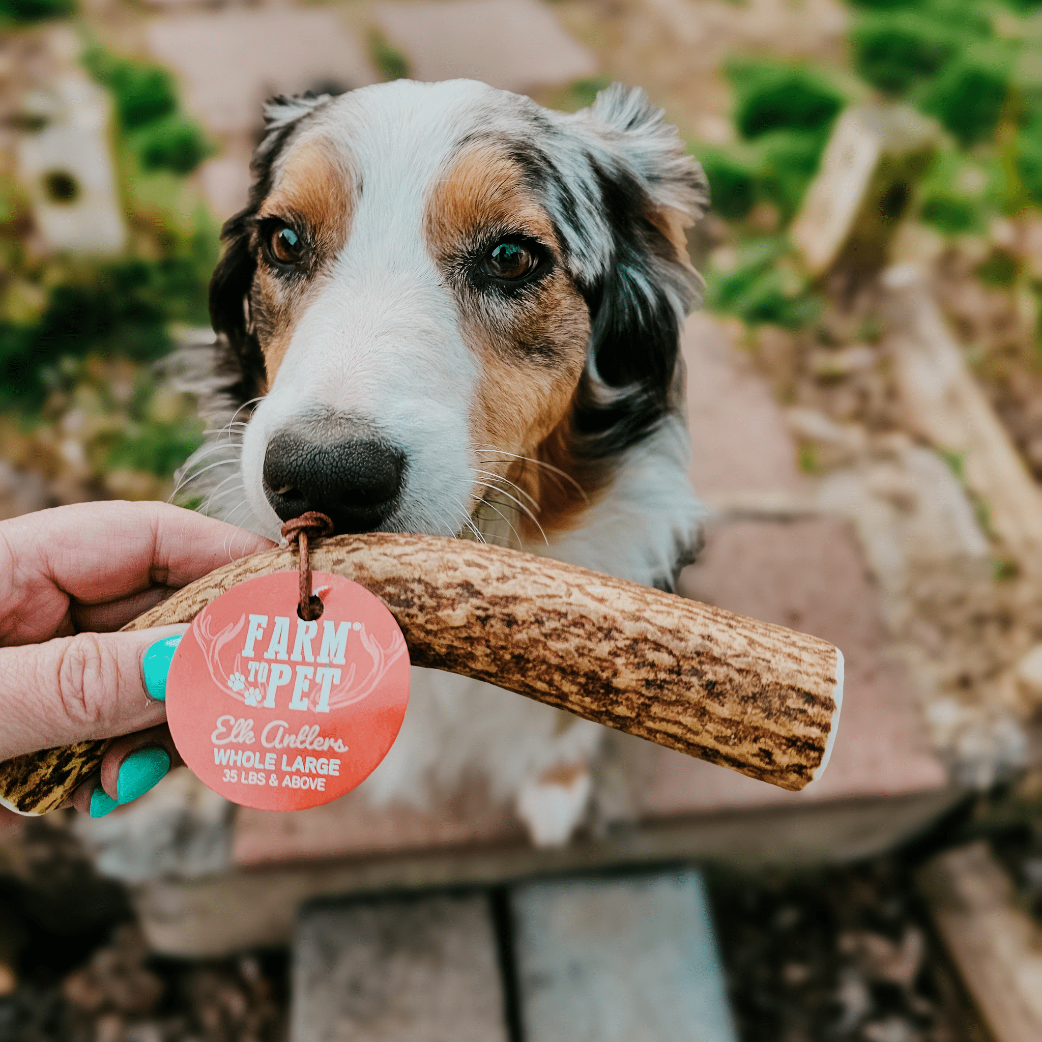 Elk Antler Dog Chews | All-Natural Whole and Split Chews for Dogs