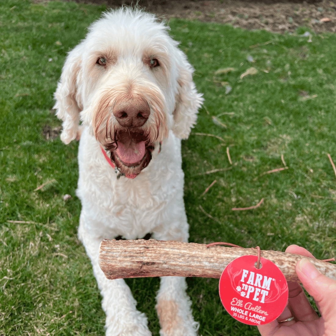 Elk Antler Dog Chews | All-Natural Whole and Split Chews for Dogs