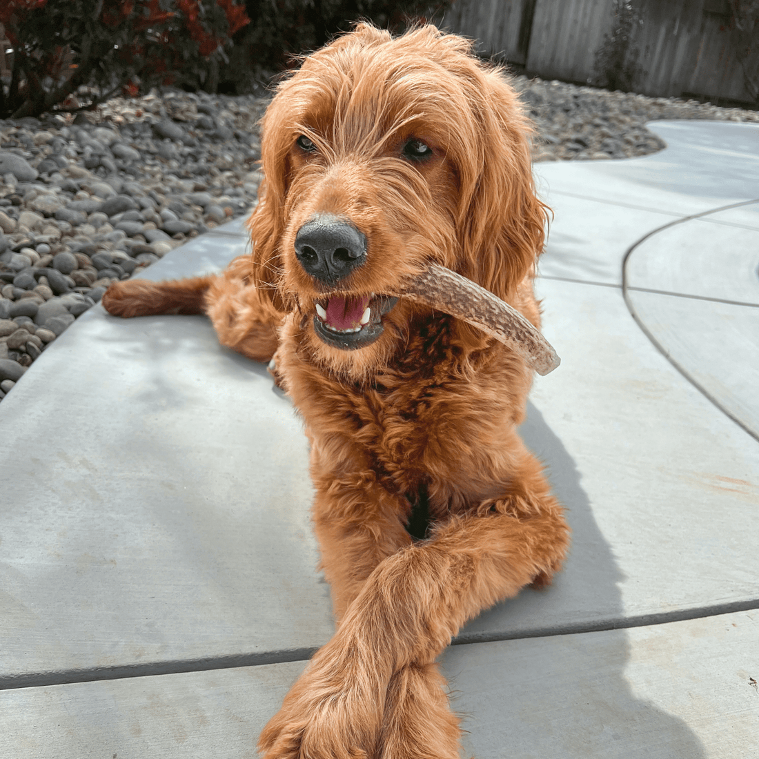 Elk Antler Dog Chews | All-Natural Whole and Split Chews for Dogs