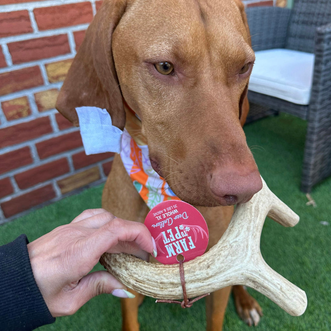 Deer Antler Dog Chews | Organic