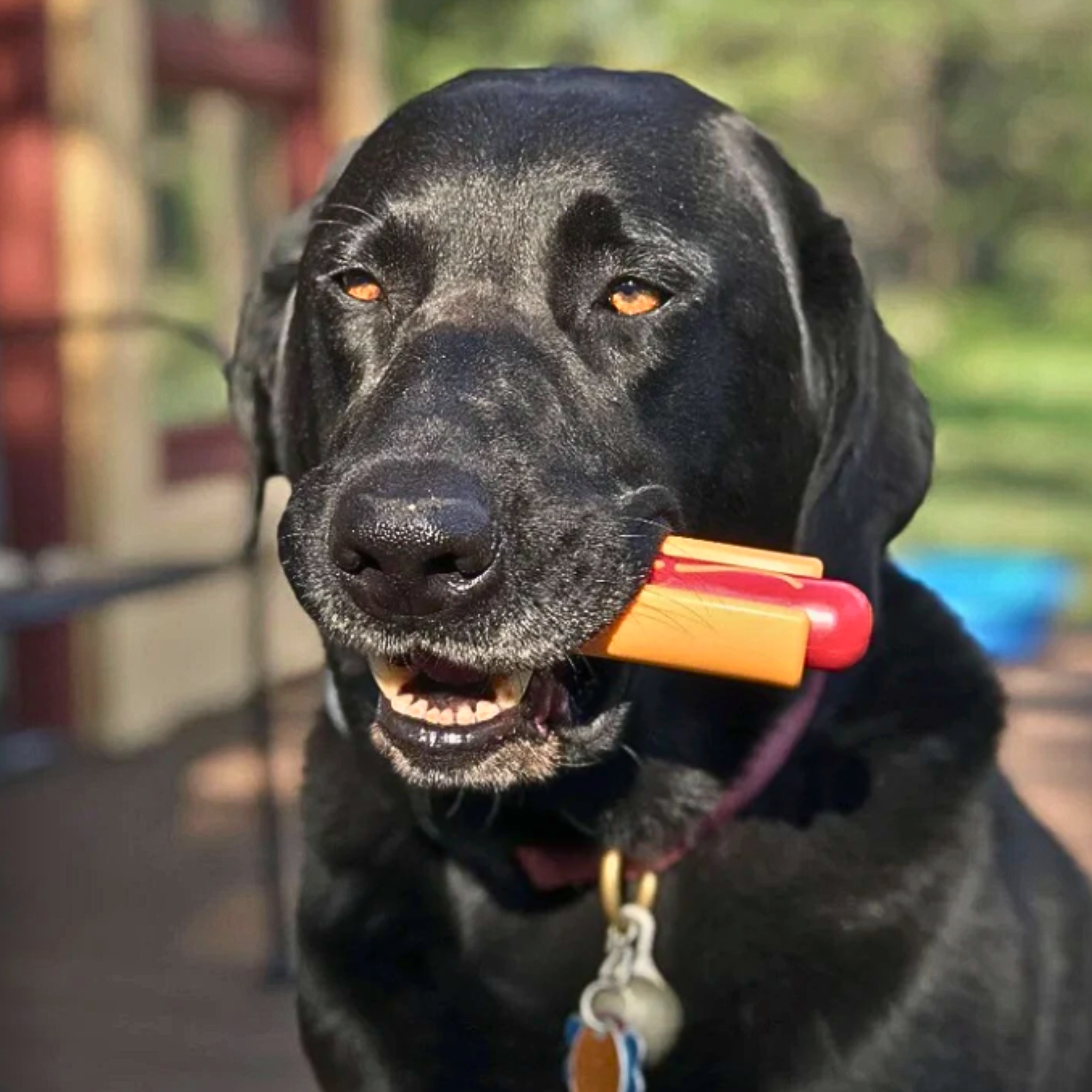 Chew Toy Assortment