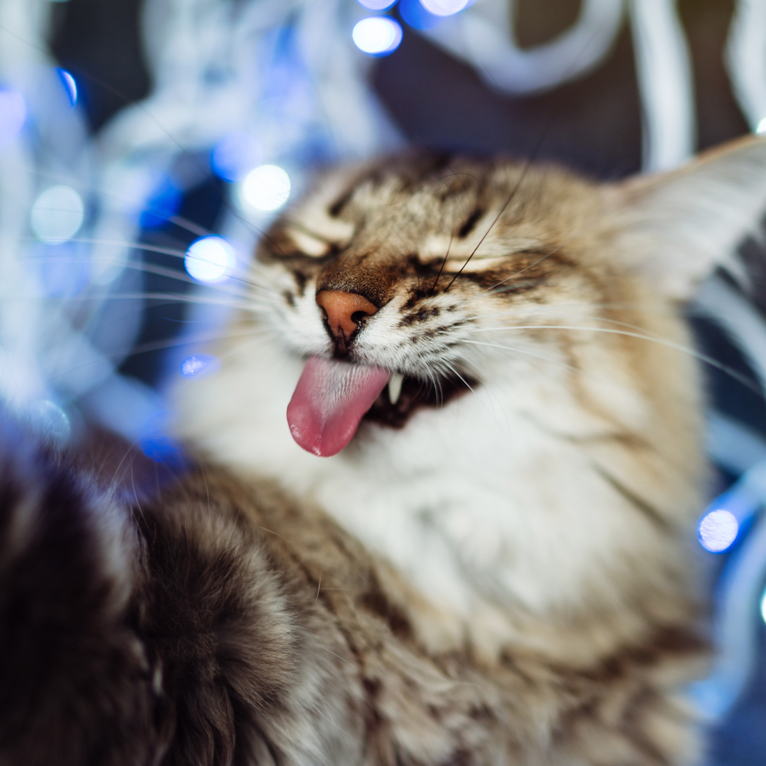Cat licking its paw with festive lights in the background