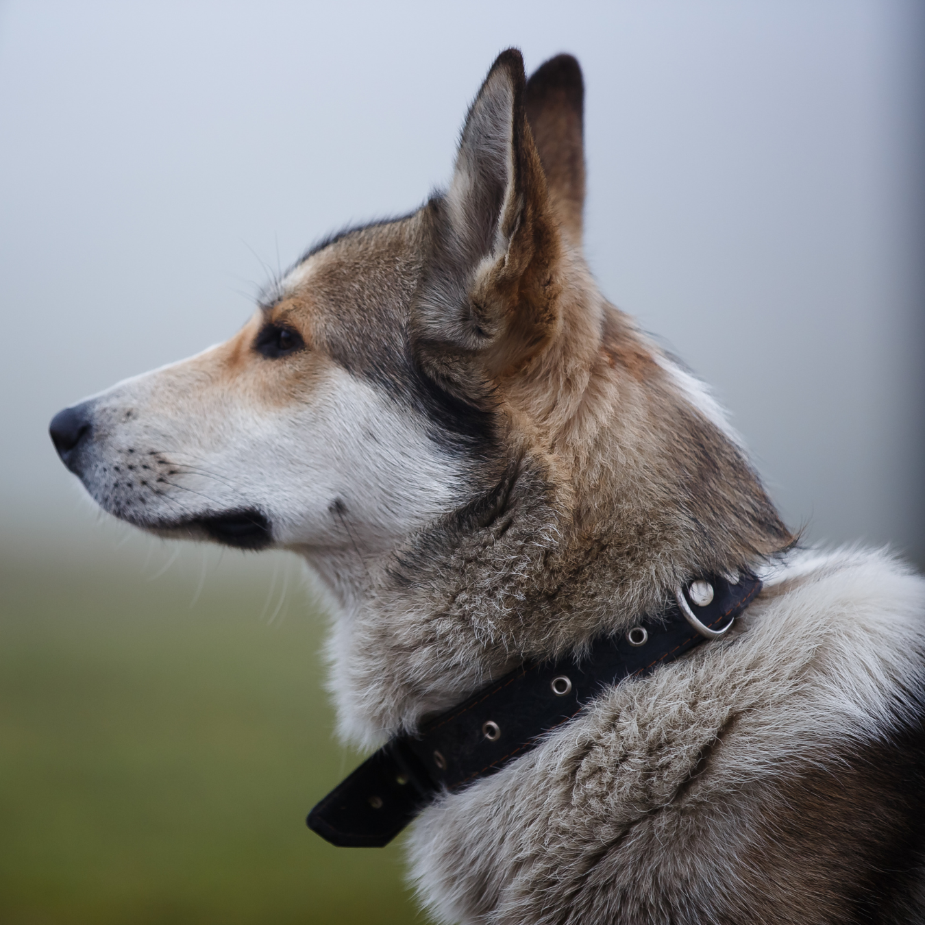 Close-up of a dog wearing a collar with a blurred natural background