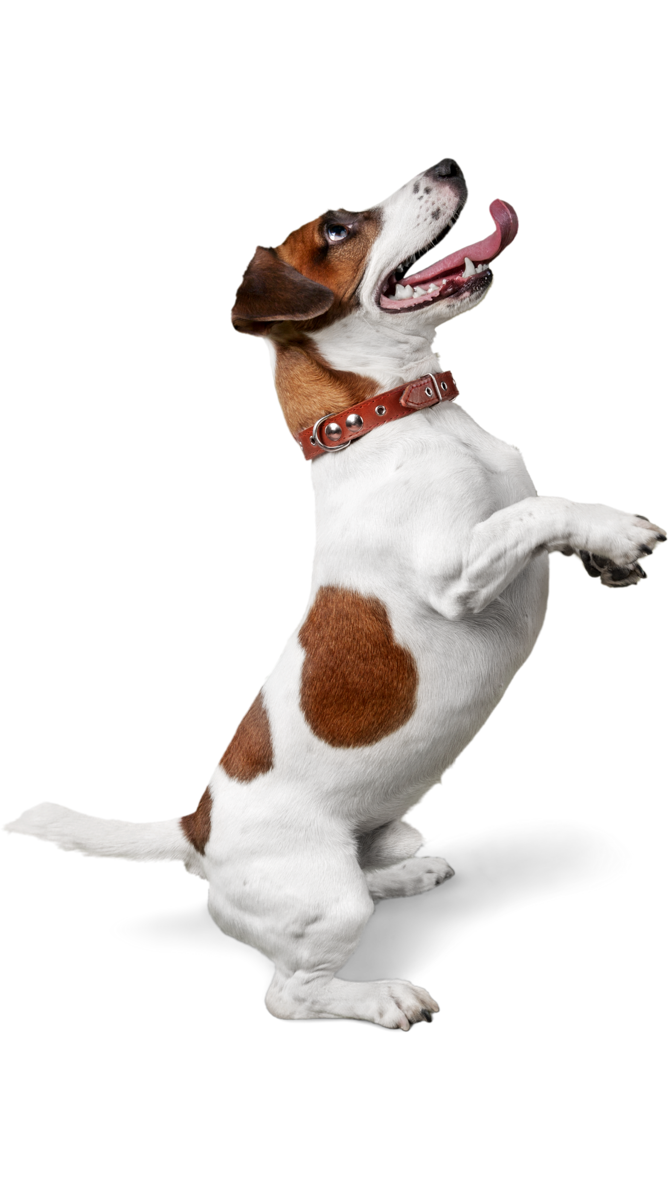 Dog standing on its hind legs with a collar against a white background