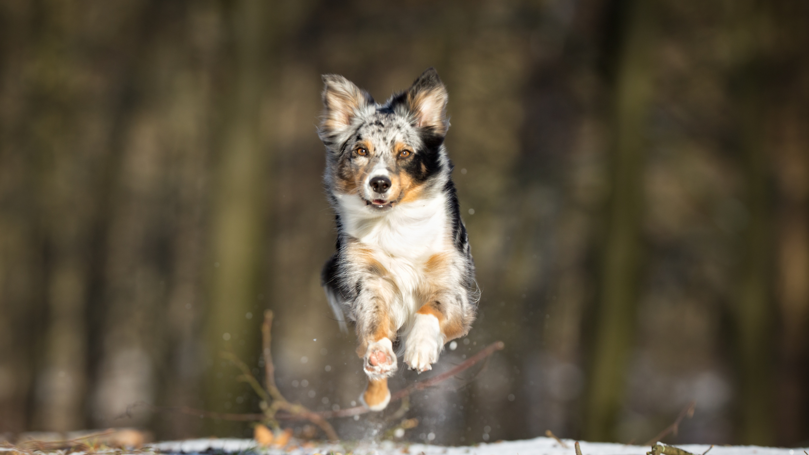 Energetic Australian Shepherd leaping joyfully through snowy forest landscape