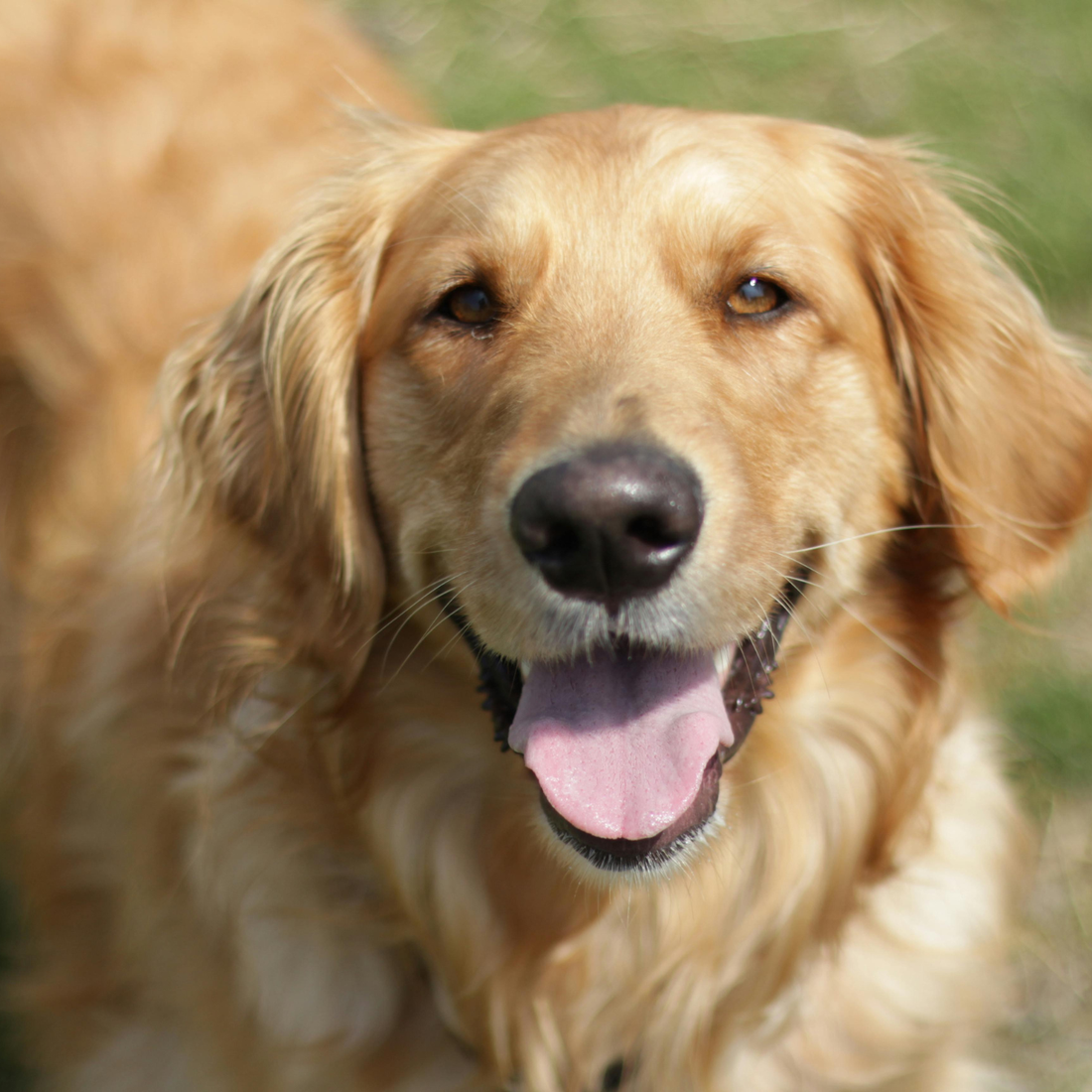 Happy golden retriever dog with a blurred natural background