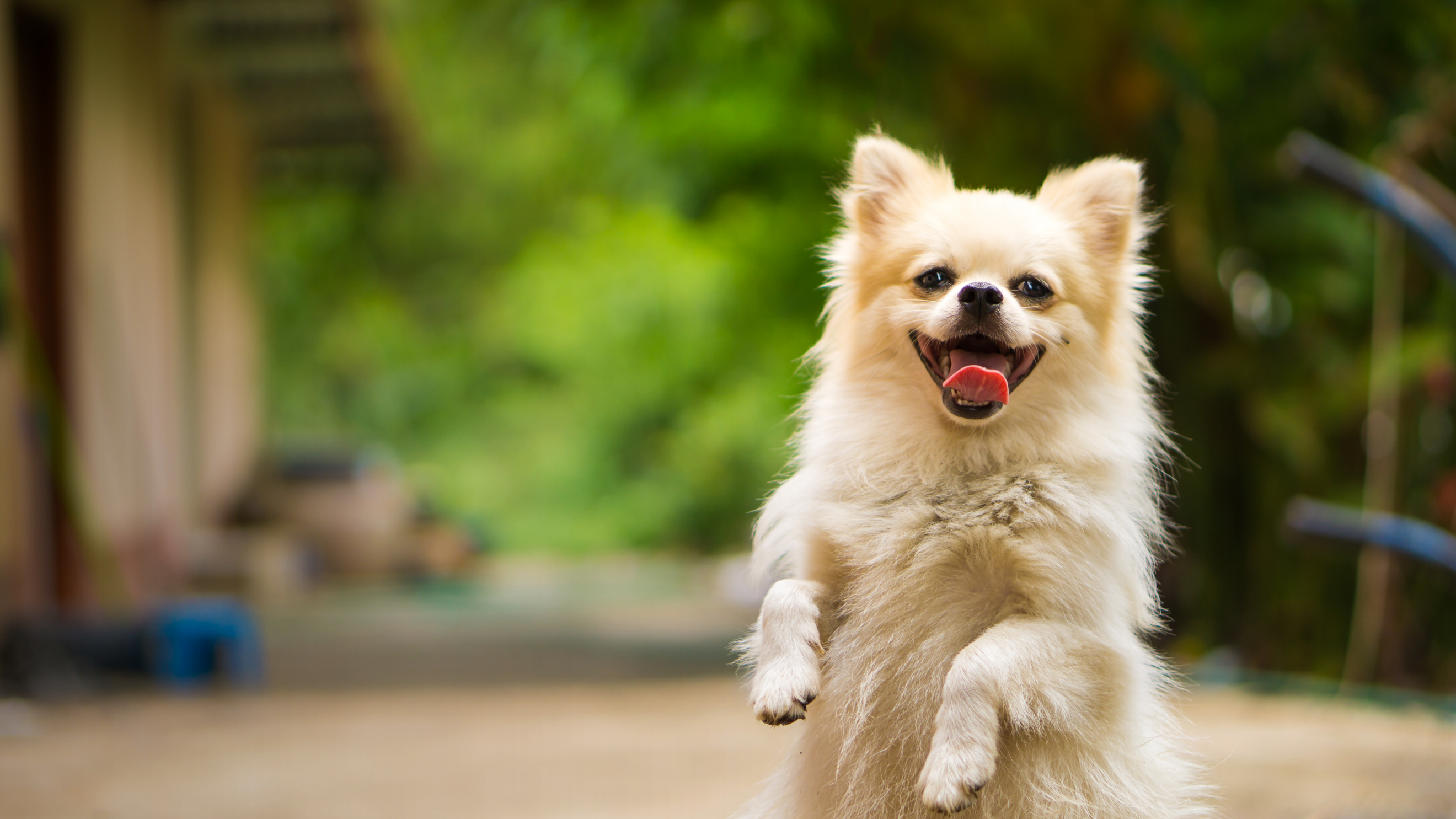 Small white dog standing on its hind legs with a happy expression outdoors.