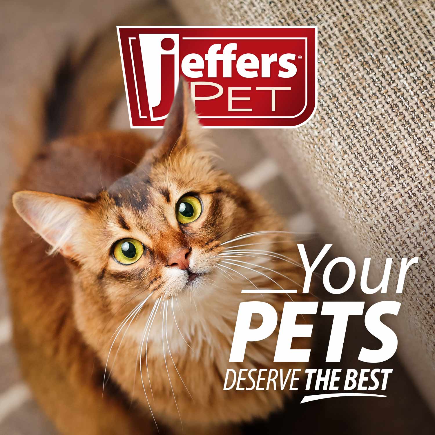 Jeffers BELLY BUDDY Probiotic Supplement for Cats – Multi-Strain Digestive & Immune Support