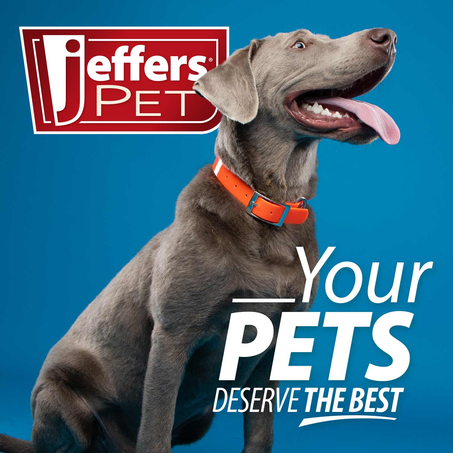 Jeffers BELLY BUDDY Probiotic Powder for Dogs – Multi-Strain Digestive & Immune Support