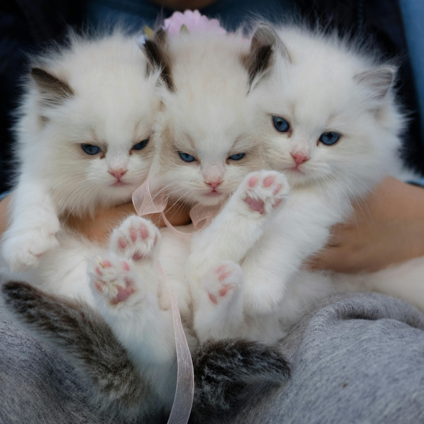 Three white kittens with blue eyes being held by a person.