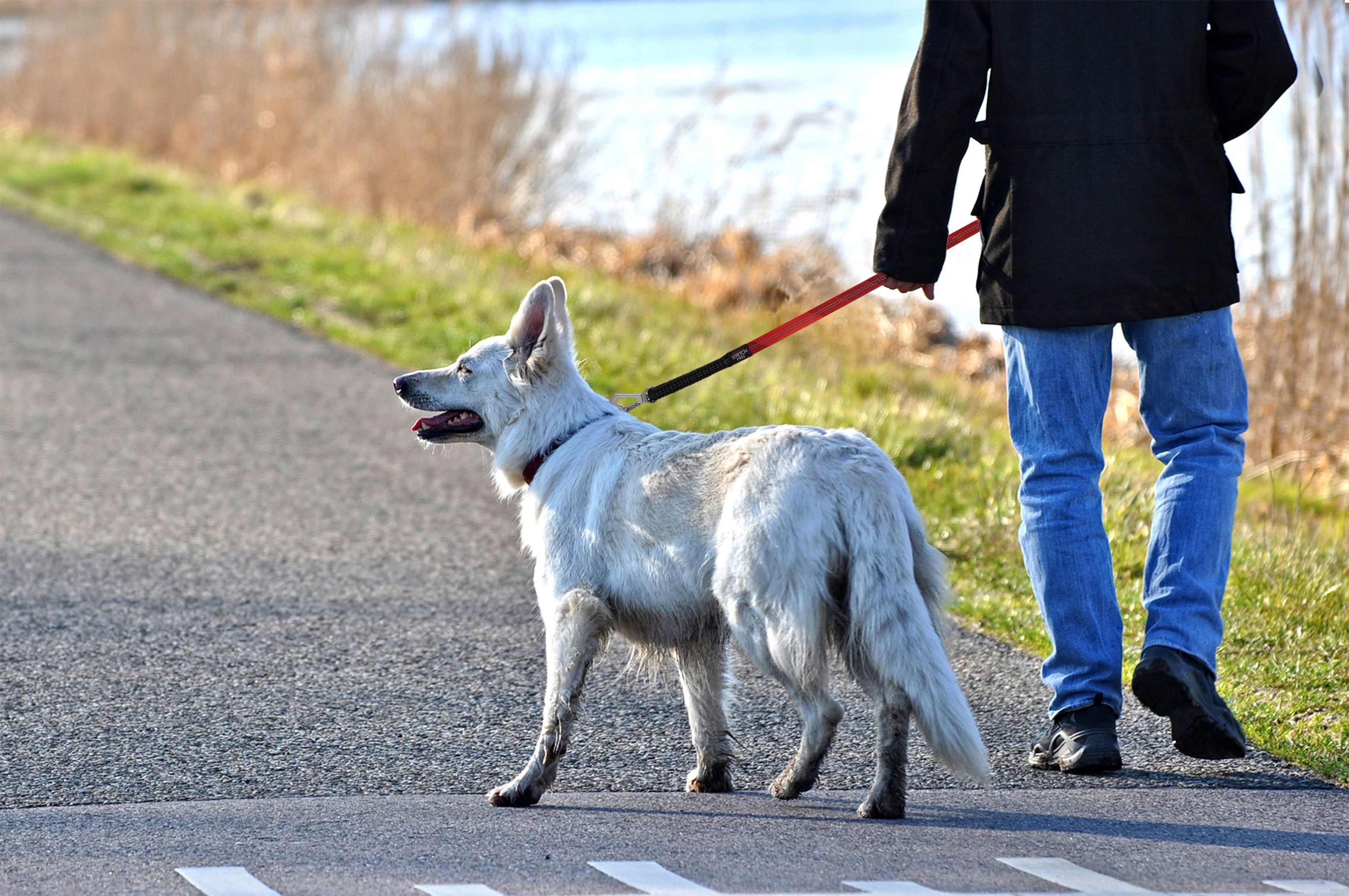 Geo Prene 2 in 1 Shock Absorbing Reflective Dog Leash