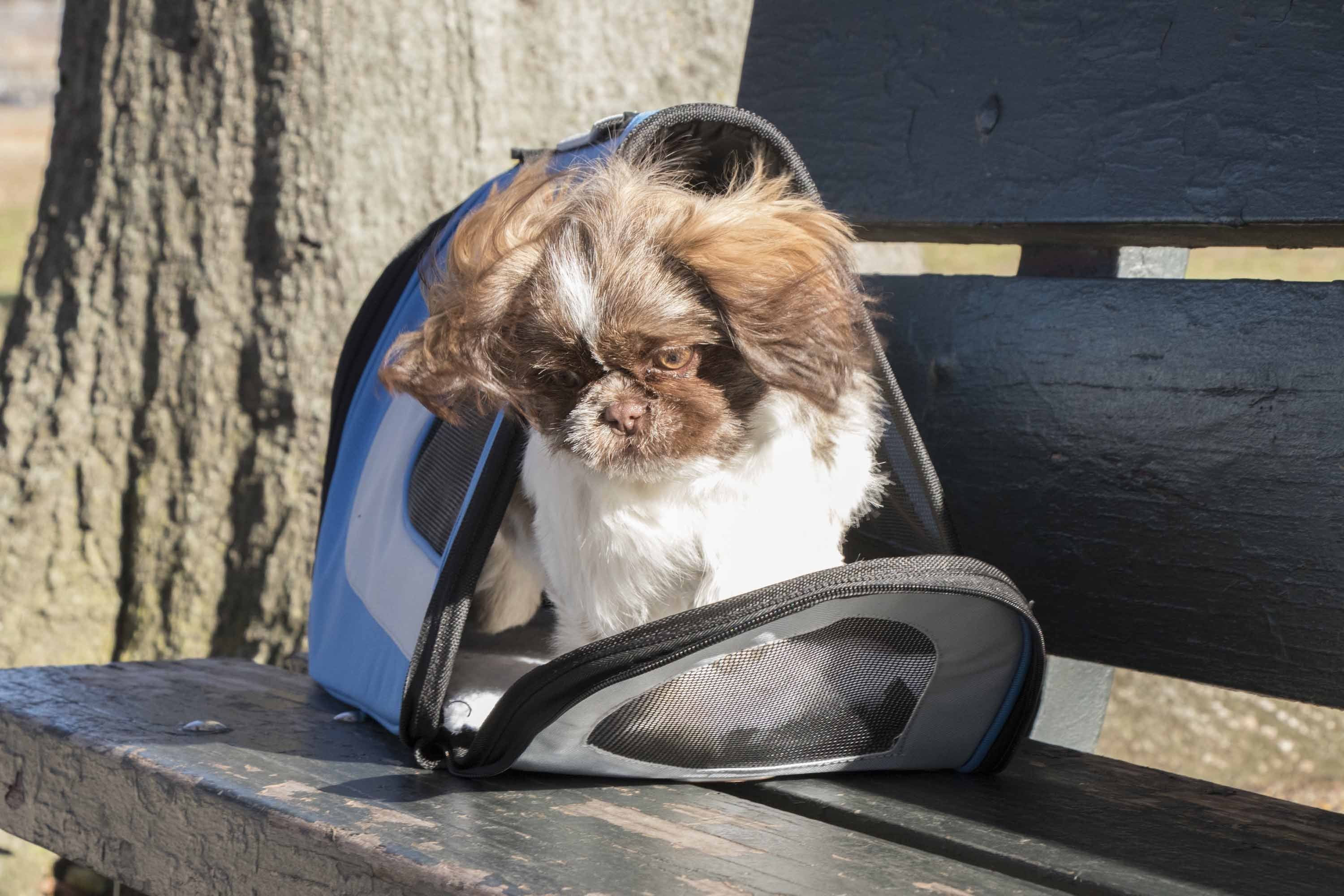 Sporty Mesh Airline Approved Folding Travel Pet Dog Carrier