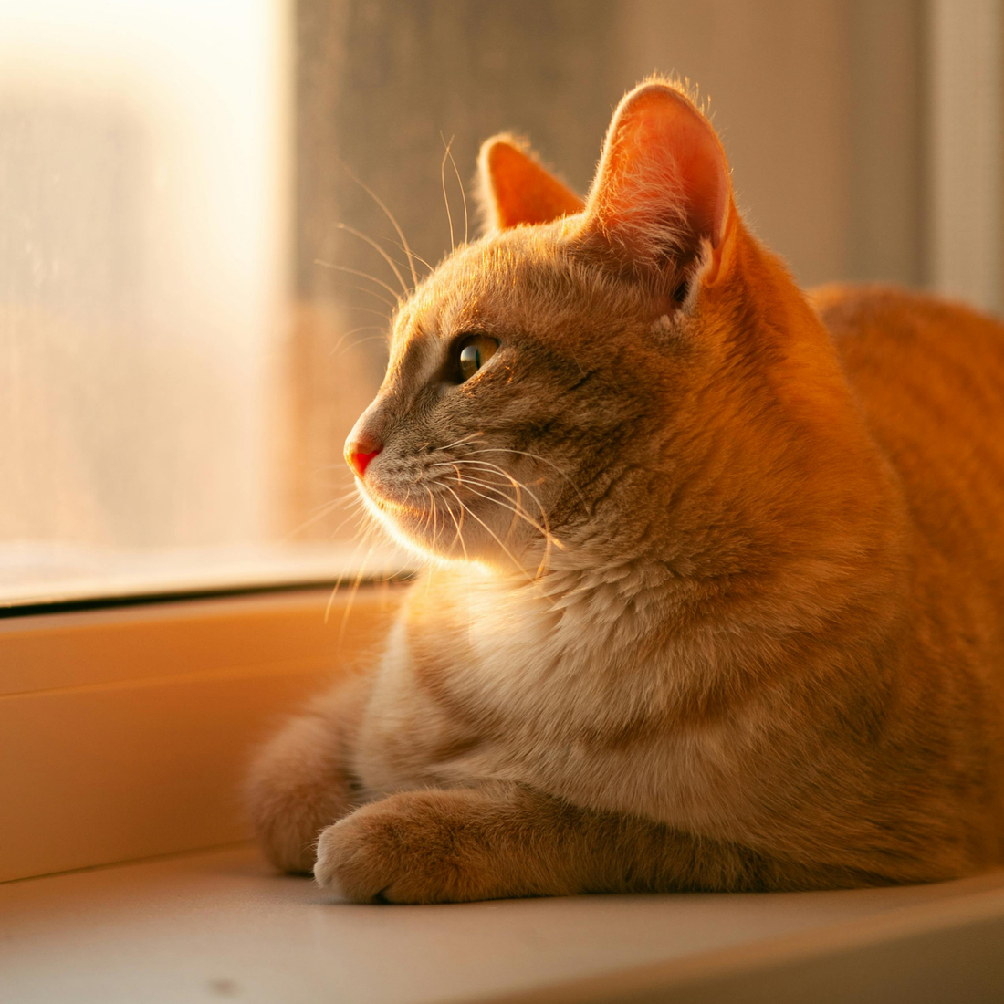 Orange cat sitting by a window with warm sunlight